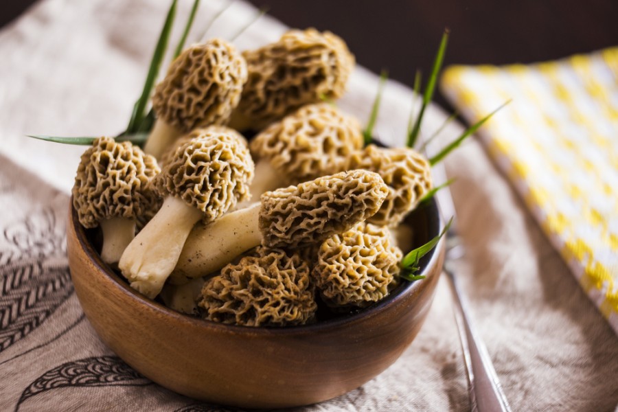 Comment cuisiner les morilles jaunes ?