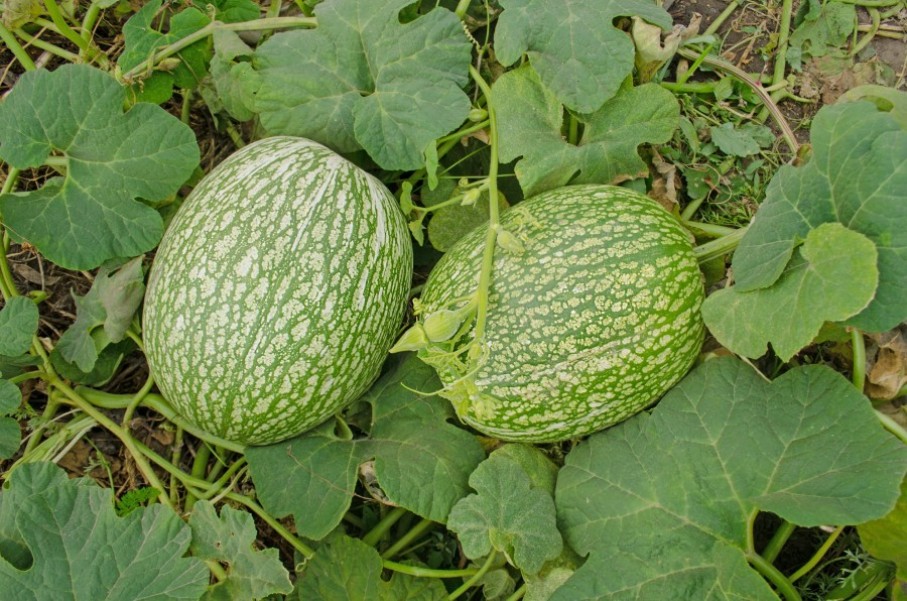 Recette courge de siam : les étapes
