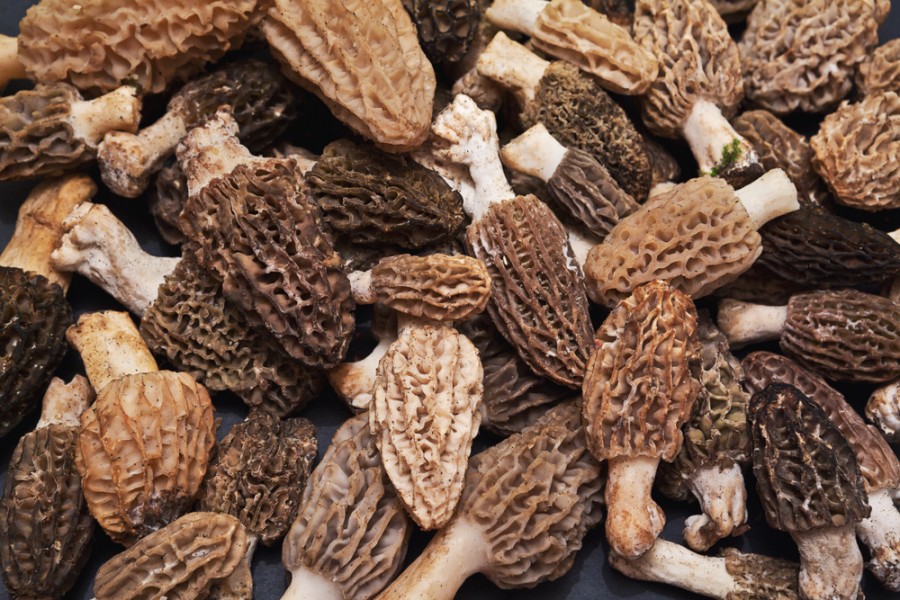 Est-ce que toutes les morilles sont comestibles ?