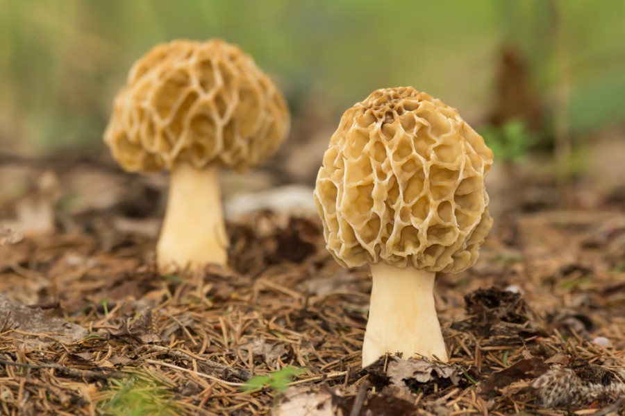 Tout savoir sur les morilles jaunes : reconnaissance et cuisine